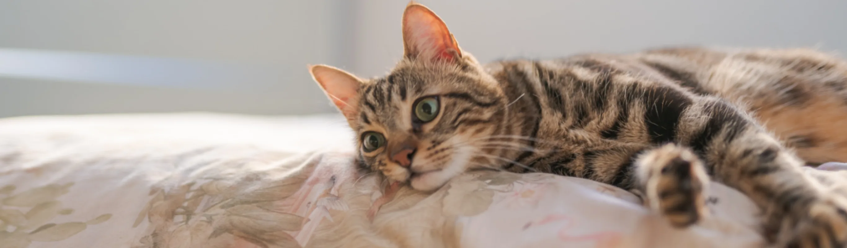 Brown Cat Lying on a Blanket